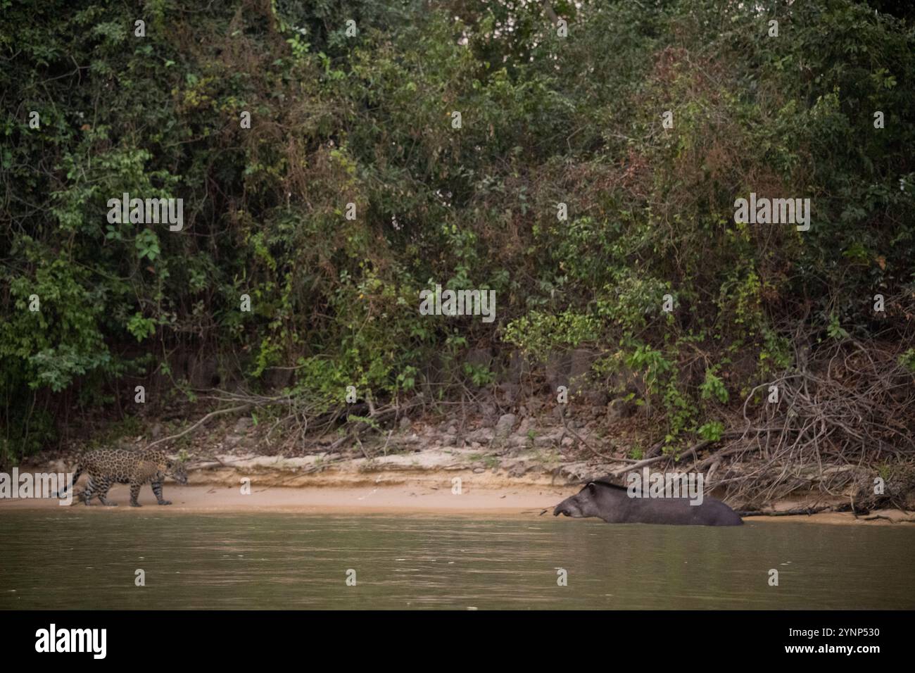 Ein Jaguar (Panthera onca) nähert sich einem Badetapir an einem der Nebenflüsse des Cuiaba River bei Porto Jofre im nördlichen Pantanal, Mato Stockfoto