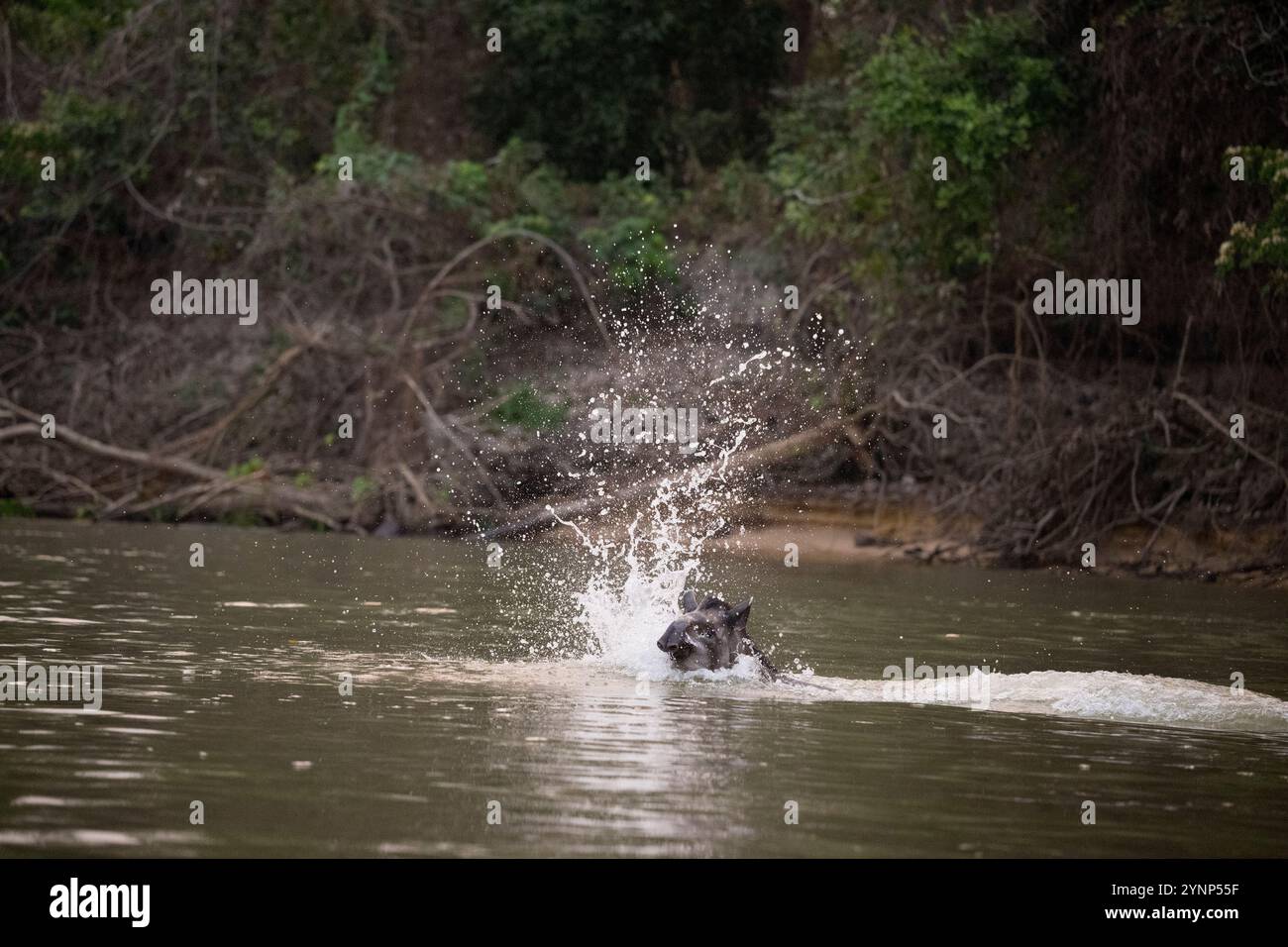 Ein Tapir entkommt einem jaguar-Angriff, indem er im Fluss schwimmt, einem Nebenfluss des Cuiaba-Flusses bei Porto Jofre im nördlichen Pantanal, Mato Grosso p Stockfoto