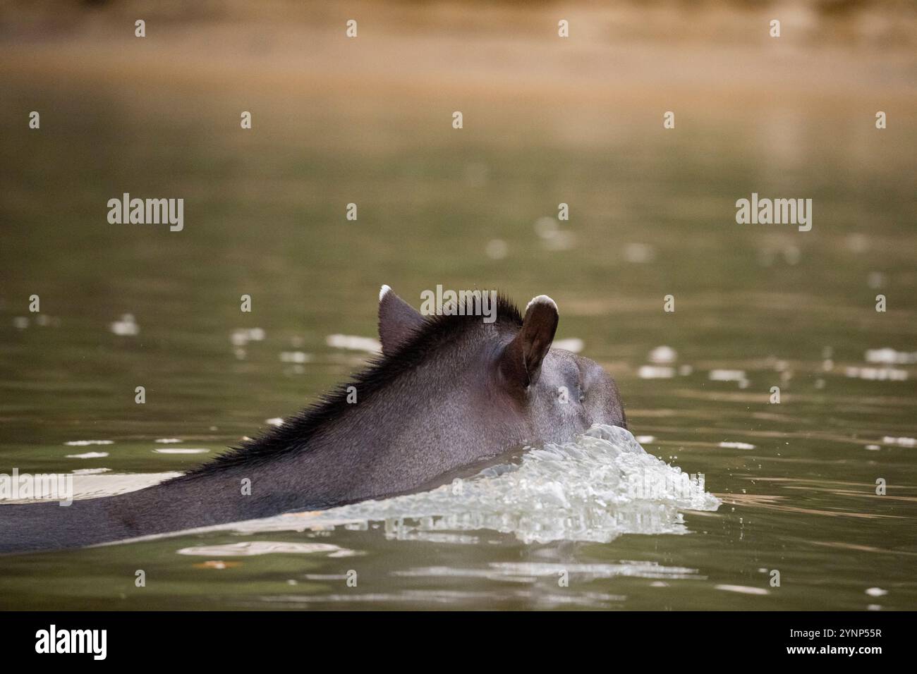 Ein Tapir entkommt einem jaguar-Angriff, indem er im Fluss schwimmt, einem Nebenfluss des Cuiaba-Flusses bei Porto Jofre im nördlichen Pantanal, Mato Grosso p Stockfoto