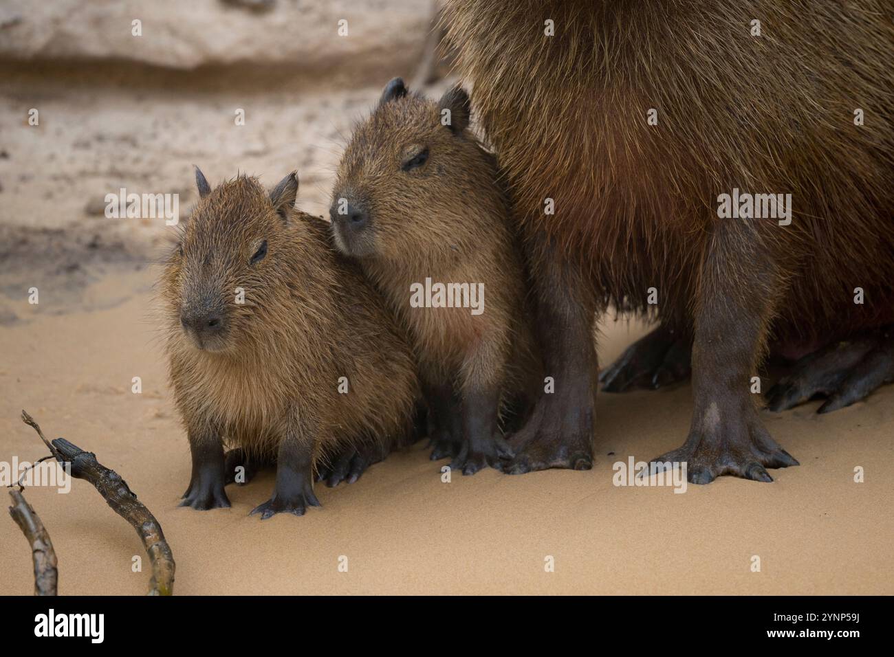 Eine Capybara-Mutter mit zwei Babys (Hydrochoerus hydrochaeris), dem größten Nagetier der Welt, an einem Strand eines der Tributa Stockfoto