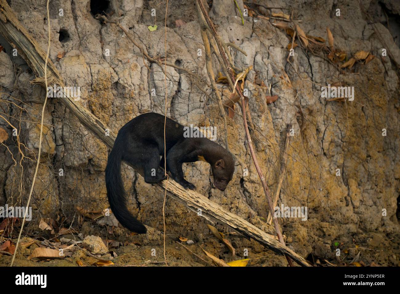 Ein Tayra (Eira barbara), ein allesfressenes Tier aus der Familie der Mustelliden, das zu einem Fluss in der Nähe des Cuiaba River bei Porto Jofre herabsteigt Stockfoto