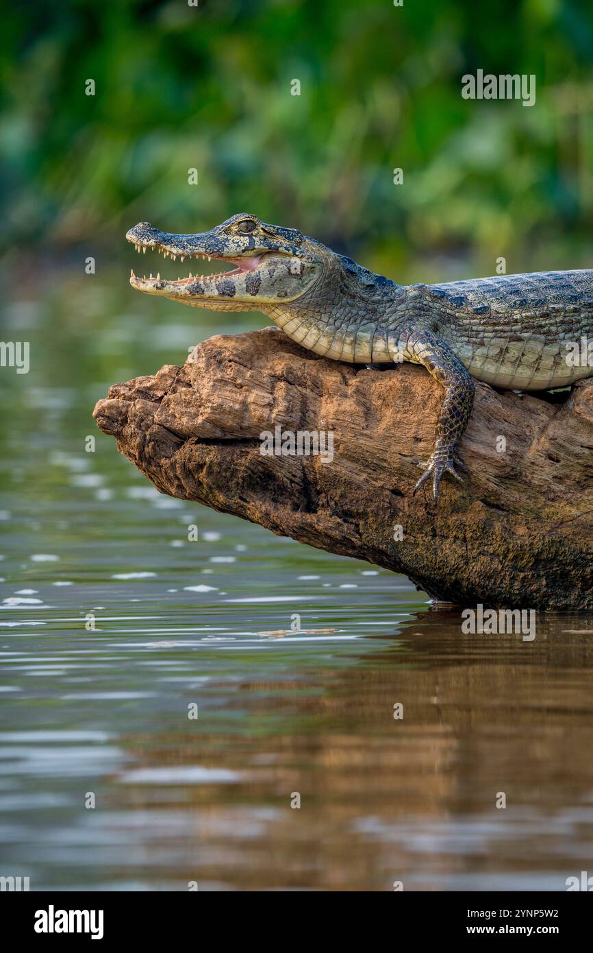 Ein junger Yacare-Kaiman (Caiman yacare) auf einem Baumstamm in einem Nebenfluss des Cuiaba-Flusses in der Nähe von Porto Jofre im nördlichen Pantanal, Provinz Mato Grosso in B Stockfoto
