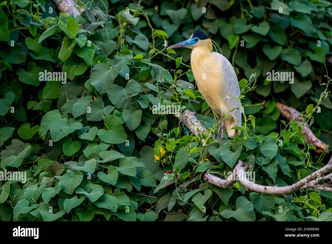 Ein mit einer Kappe bedeckter Reiher (Pilherodius pileatus), der in einem Baum an einem Nebenfluss des Cuiaba bei Porto Jofre im nördlichen Pantanal, Mato Grosso p., thront Stockfoto