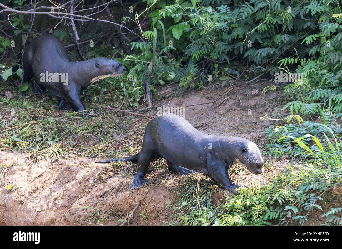 Riese River Otter, Pteronura brasiliensis, Ein Paar, Das auf Land spaziert, das größte der Wiesel-Familie und vom Aussterben bedrohte Tierwelt, der Pantanal, Brasilien Stockfoto