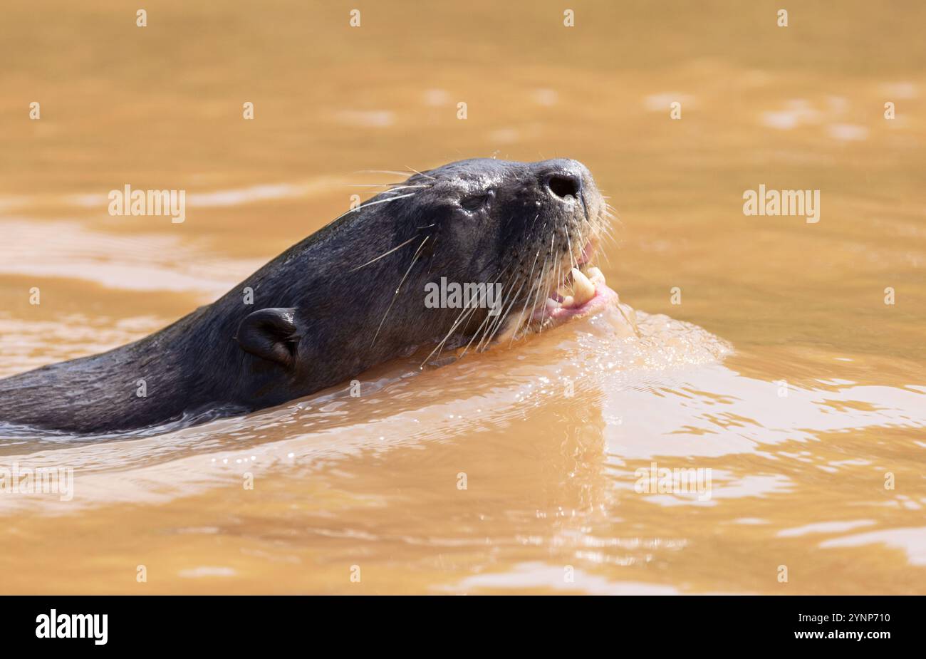 Ein Riesenfluss Otter, Pteronura brasiliensis, Erwachsene Schwimmen, gefährdete Arten, die Pantanal Feuchtgebiete, Pantanal, Brasilien, Südamerika Stockfoto