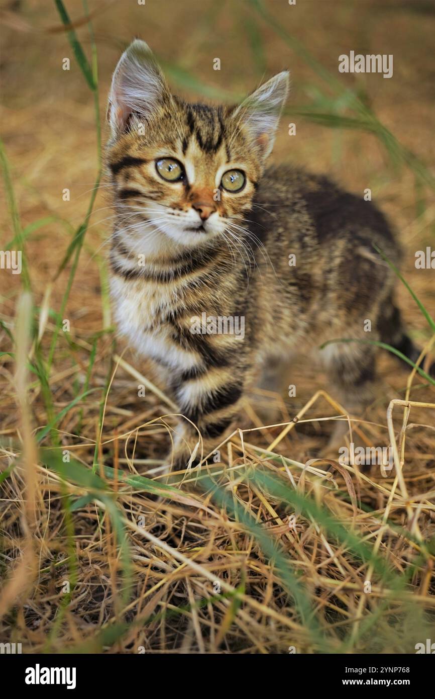 Süßes Kätzchen Tabby träumt in einem Garten mit grünem und trockenem Gras. Stockfoto