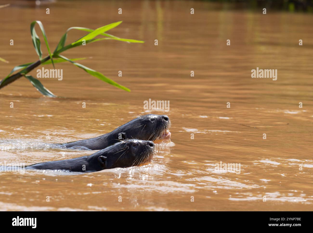 Riese River Otter, Pteronura brasiliensis, ein Paar Erwachsene Schwimmen, Pantanal, Brasilien Südamerika. Gefährdete Tierwelt Stockfoto