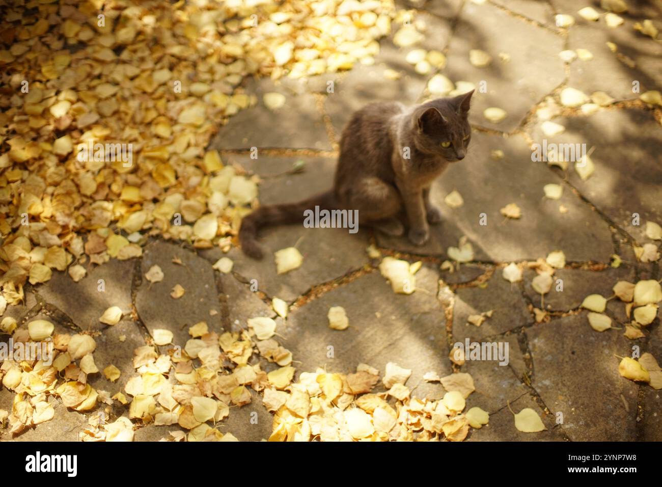 Gestromte Jungtiere ruhen im Herbstgarten unter goldenen Blättern. Stockfoto