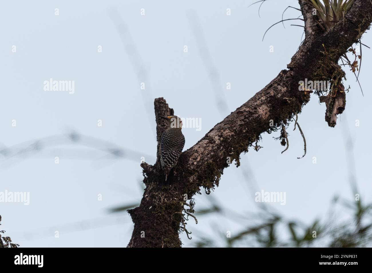 Der Goldspecht (Melanerpes aurifrons) in Mexiko Stockfoto