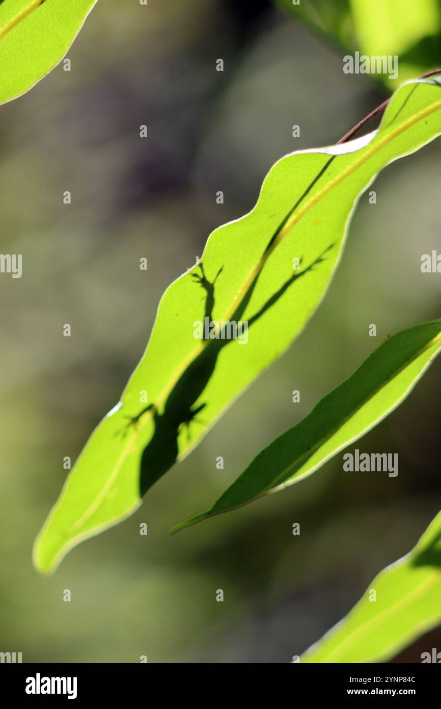 Eine grüne Anole (Anolis carolinensis), auch bekannt als Carolina Anole Stockfoto