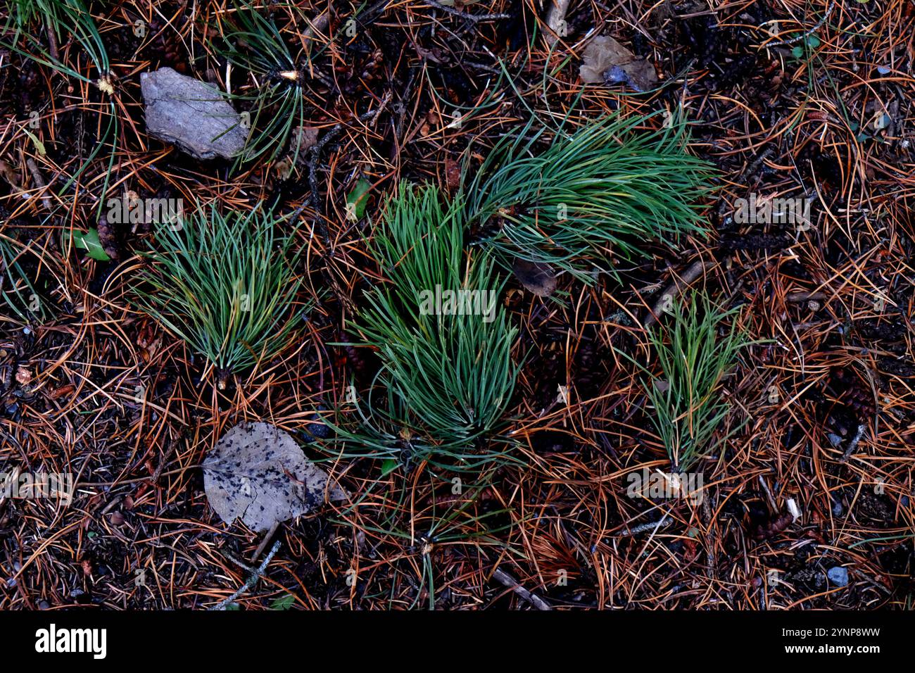Alpine Canadian Forest Floor, Nahaufnahme Makrofotografie Stockfoto