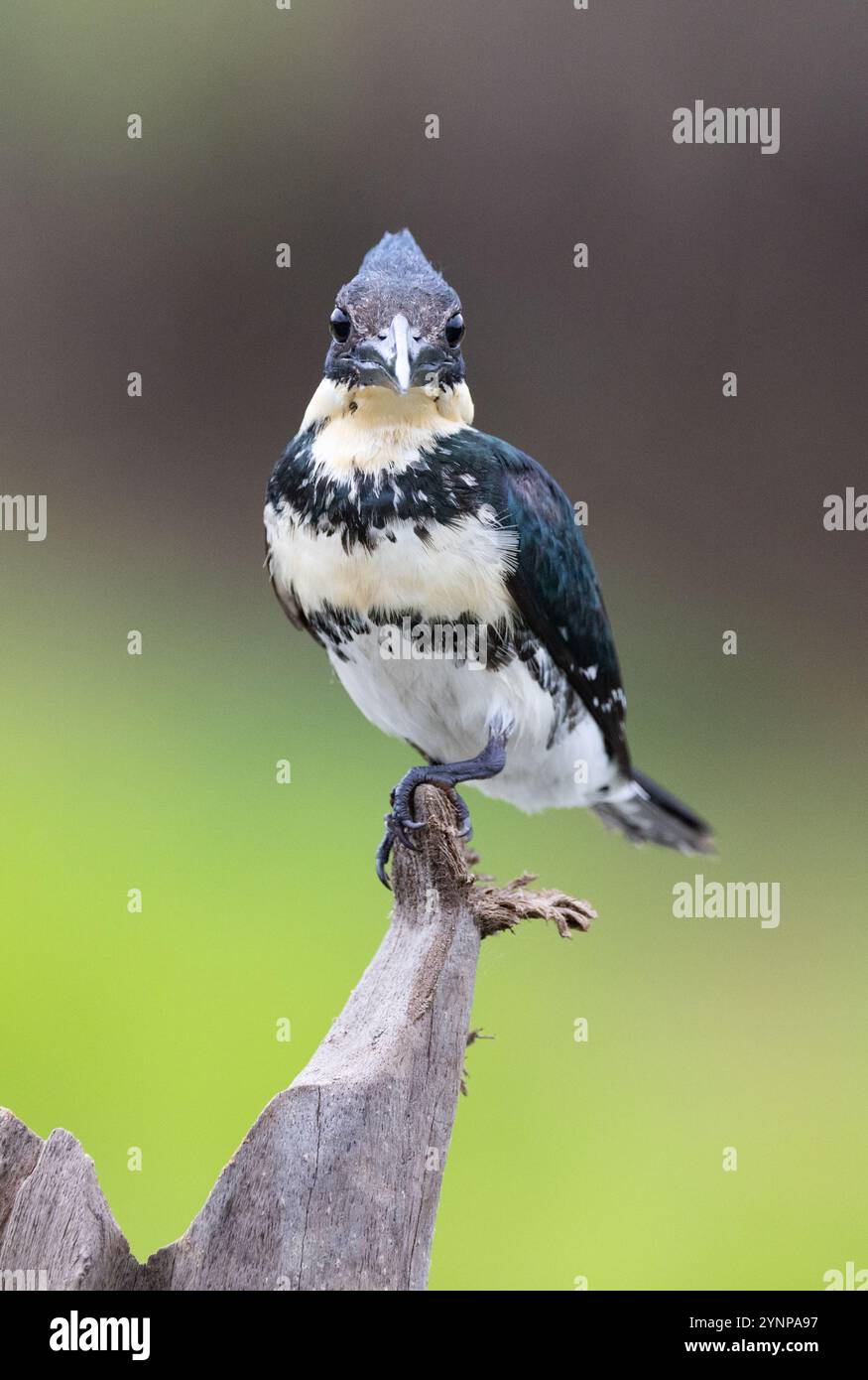 Grüner eisvogel, Chloroceryle americana, weiblicher Vogel, Vorderansicht; Tierwelt des Pantanal, Mato Grosso, Brasilien, Südamerika; wilder Vogel. Stockfoto