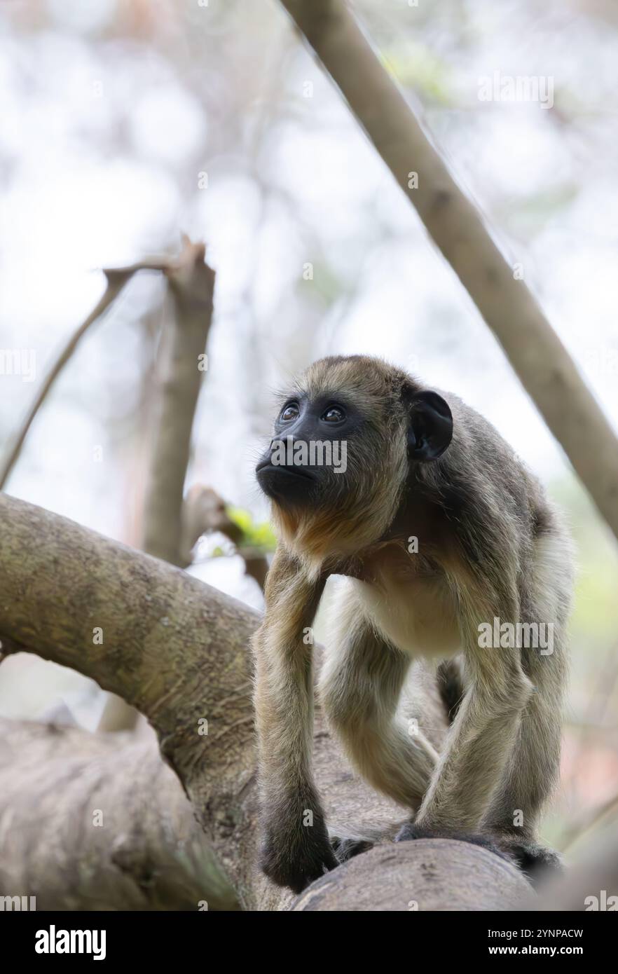 Ein kleines Baby Schwarzer Brüllaffen, Alouatta Caraya, wild in einem Baum, Pantanal Brasilien - südamerikanische Tierwelt. Stockfoto