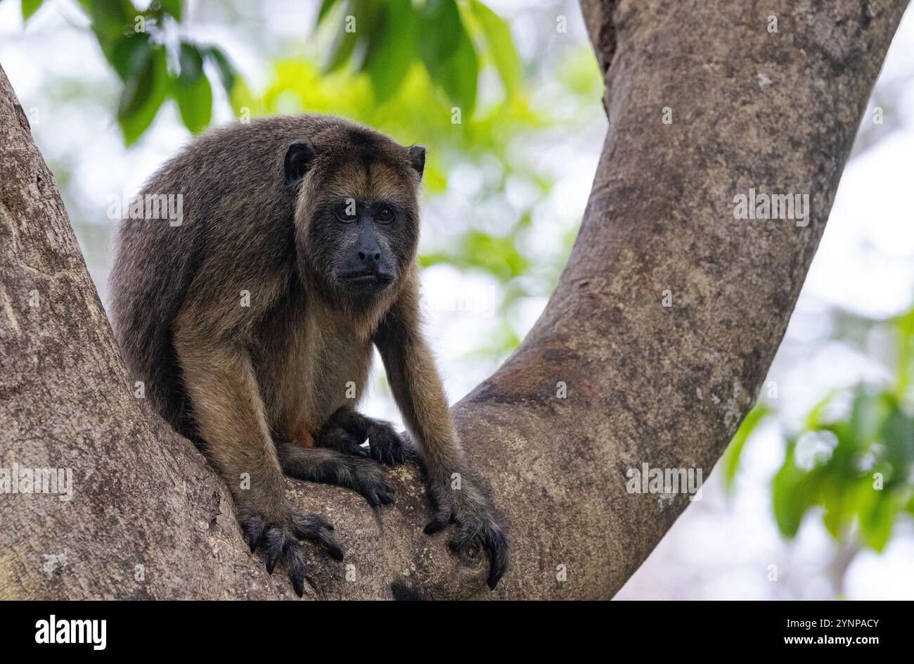 Ein vorerwachsener männlicher Schwarzer Brüllaffen, Alouatta caraya, sitzt auf einem Baum, der Pantanal, Brasilien, Südamerika. Stockfoto