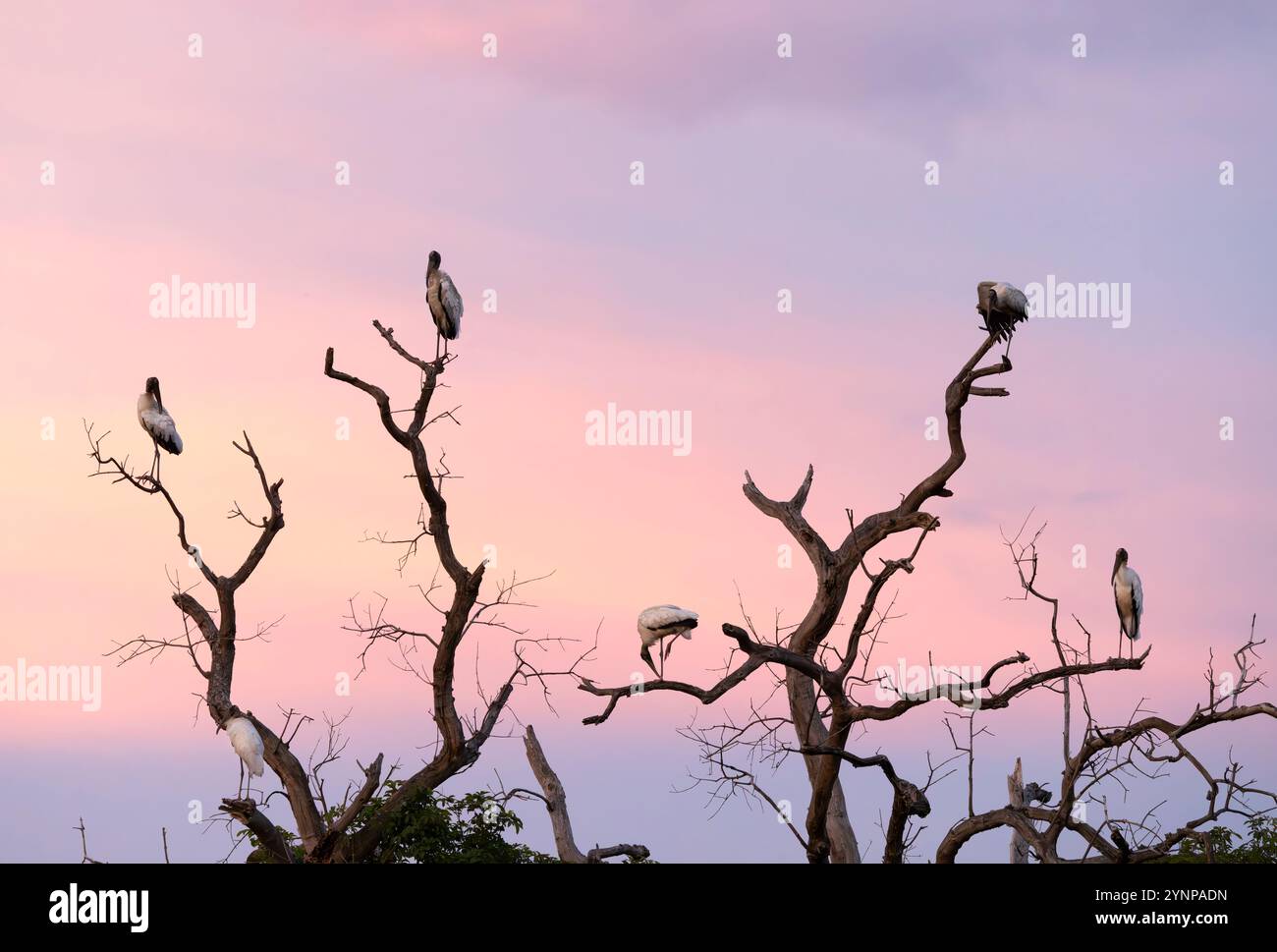 Pantanal Sonnenuntergang - Jabiru Störche auf einem Baum mit wunderschönem Sonnenuntergang farbenfrohen Himmel; wunderschöne Naturlandschaft mit Vögeln, Pantanal, Brasilien Stockfoto
