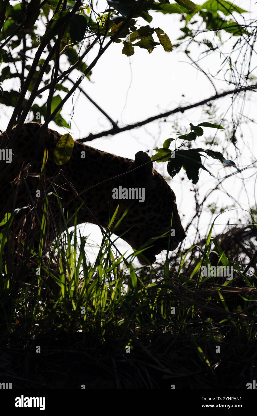 Jaguar Hunting Night, Panthera Onca; eine jaguar Silhouette in der Waldjagd im Pantanal, Brasilien, Südamerika. Großkatzen-Spitzenräuber in der Natur. Stockfoto