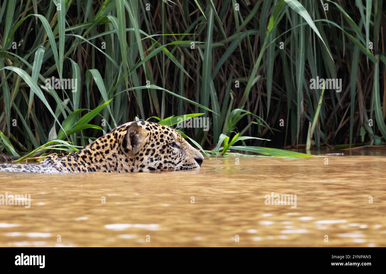 Jaguar Tiere schwimmen im Fluss; Panthera Onca, Großkatze und Scheitelräuber auf der Jagd nach Kaimanen, die Pantanal Feuchtgebiete, Pantanal, Brasilien, Südamerika. Stockfoto