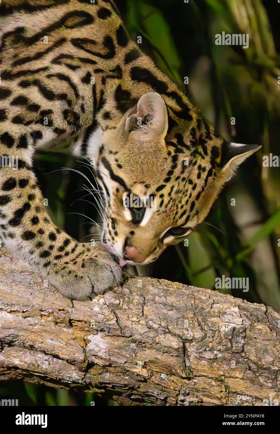 Ein erwachsener Ocelot, Leopardus pardalis, Jagd bei Nacht, Nahaufnahme, Pantanal Brasilien Südamerika. Nahaufnahme von südamerikanischen Naturtieren Stockfoto