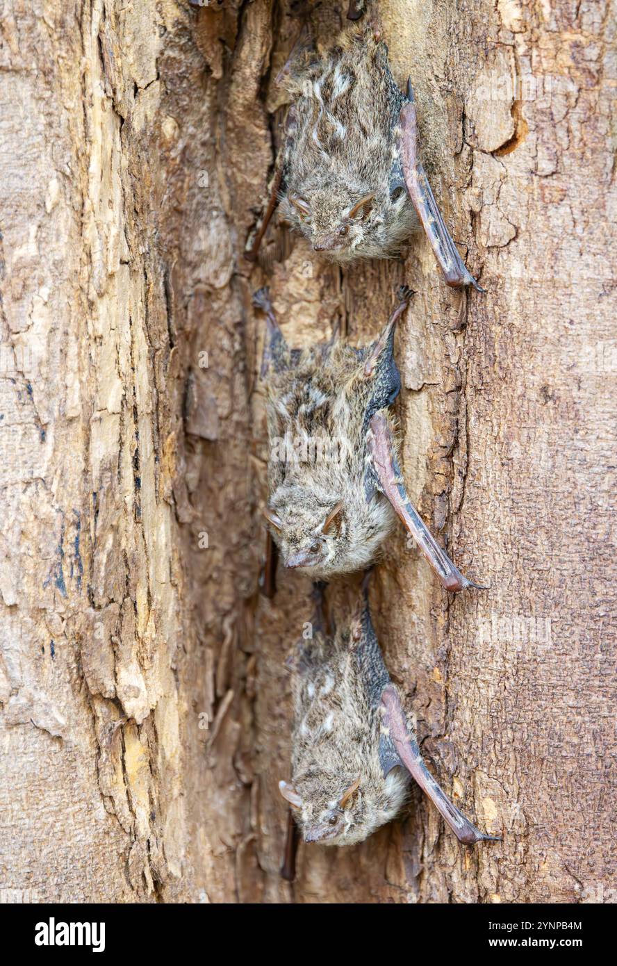 Proboscis Fledermaustier; Rhynchonycteris naso, eine Gruppe von drei Fledermäusen, die tagsüber auf einem Baumstamm aufgereiht sind, Pantanal, Brasilien, Südamerika Stockfoto