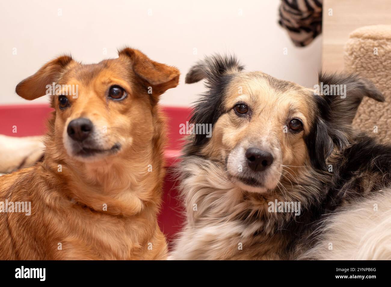 Zwei bezaubernde Hunde liegen bequem nebeneinander, während sie beide mit neugierigen Ausdrücken direkt in die Kamera schauen Stockfoto