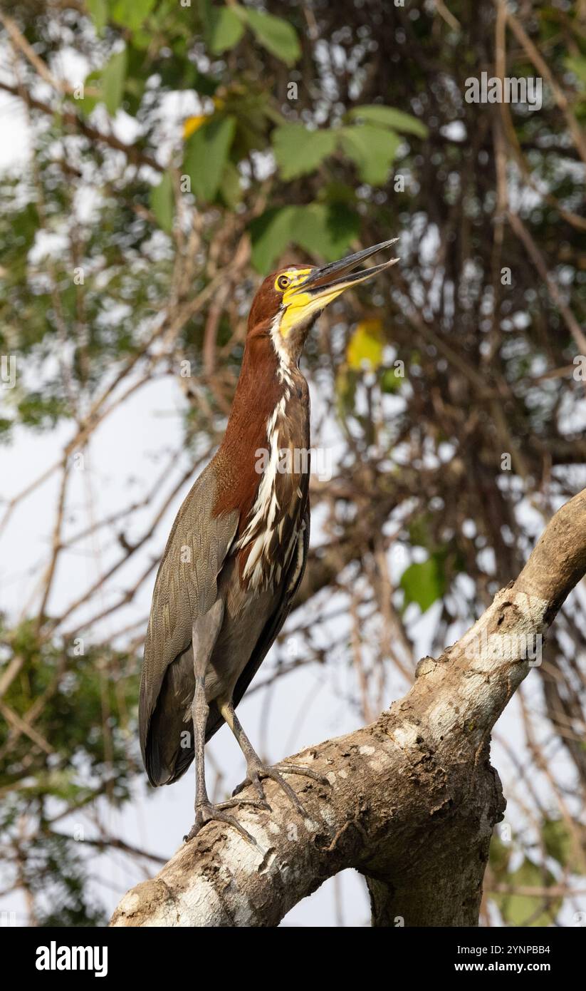 Rufescent Tiger Heron, Tigrisoma lineatum; ein ausgewachsener Vogel, Seitenansicht, auf einem Baum, Reiherfamilie, Pantanal Vögel; Pantanal, Brasilien, Südamerika Stockfoto