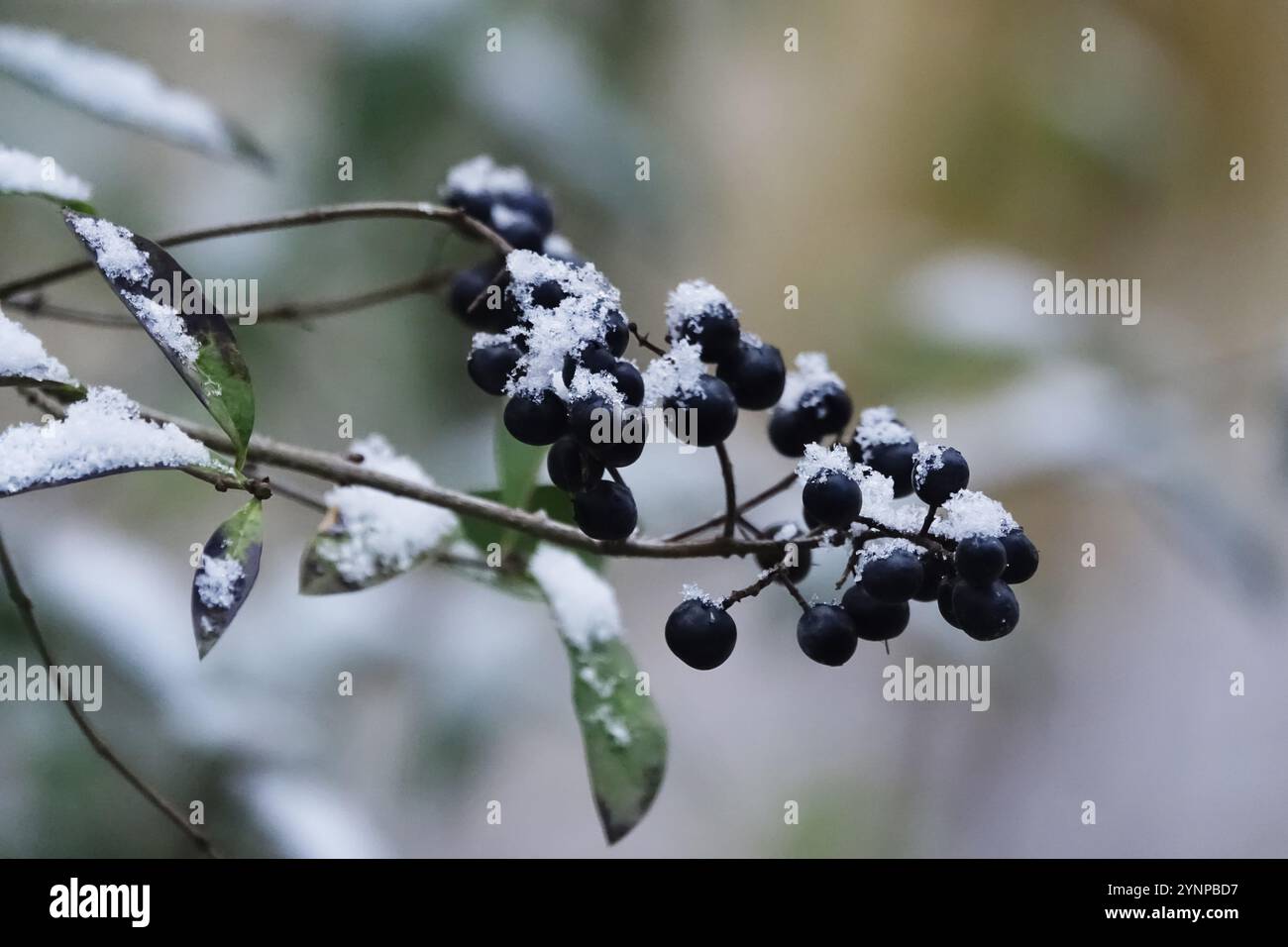 Erster Schnee, November, Deutschland, Europa Stockfoto