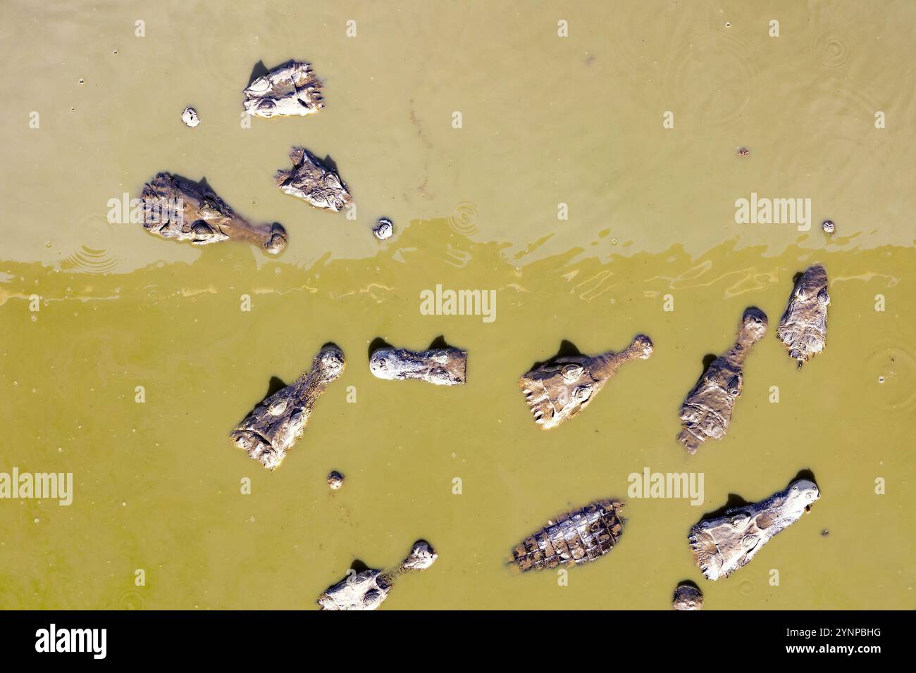 Yacare Caiman, Caiman yacare, Kaimangruppe im trüben Wasser, von oben aus gesehen; Pantanal, Brasilien, Südamerika. Pantanal-Tiere, Reptilientiere Stockfoto