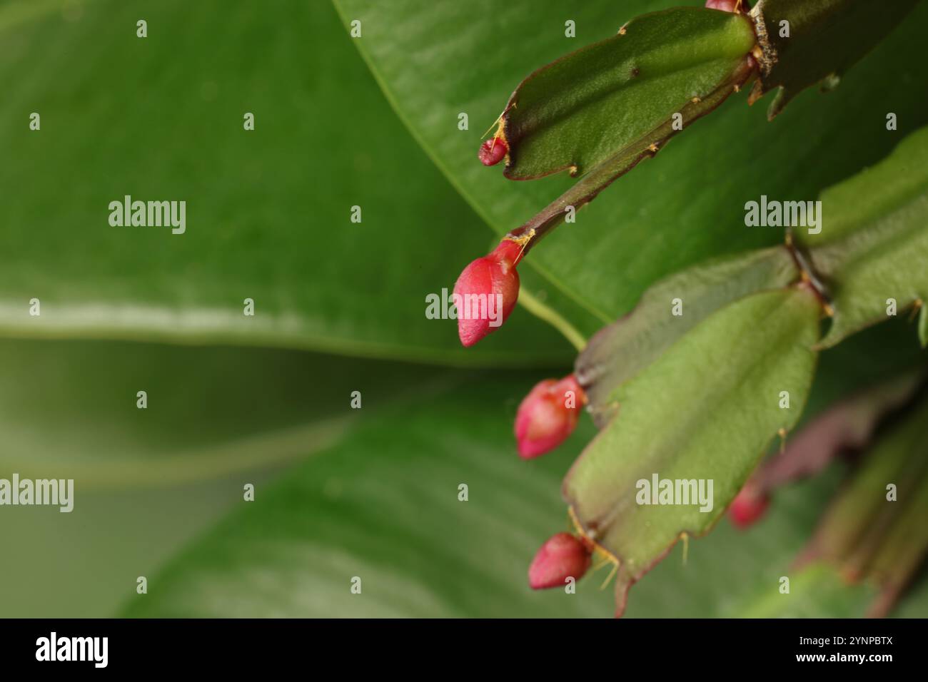 Nahaufnahme der roten Knospen der Thanksgiving-Kakteen, Schlumbergera truncata, vor einem Hintergrund von grünem Laub Stockfoto