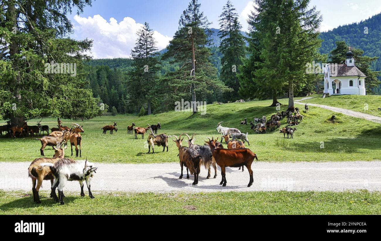 Ziegenherde vor der Maria Königskapelle am Lautersee Stockfoto