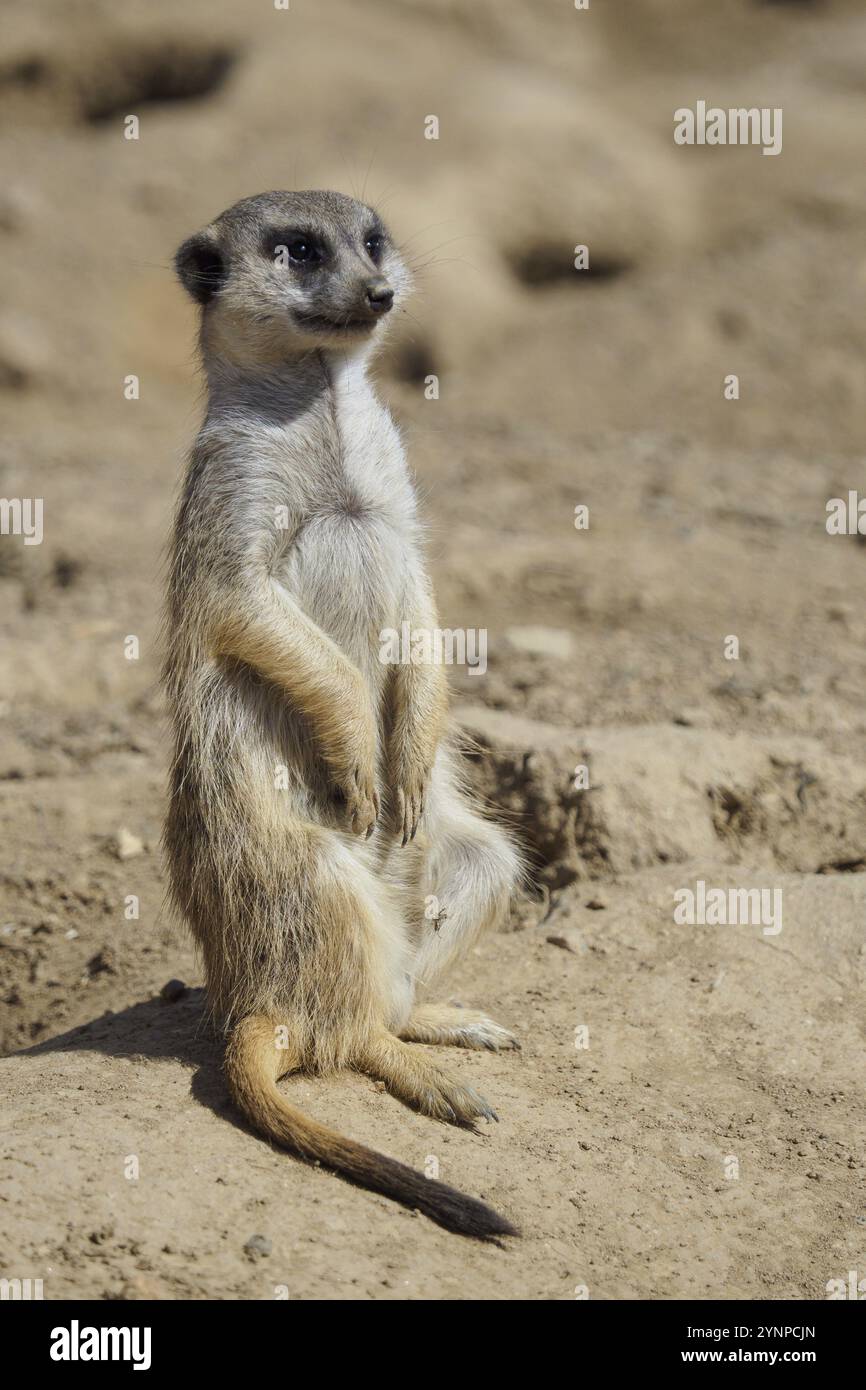 Suricata steht auf einer Wache. Kurioses Erdmännchen (Suricata suricatta) Stockfoto