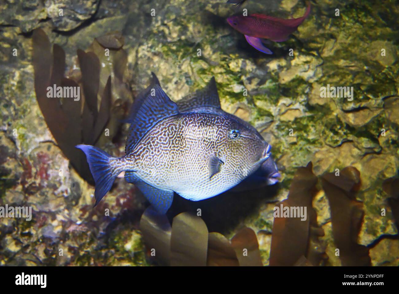 Wunderschöne exotische Fische im Aquarium mit hellen Farben Stockfoto