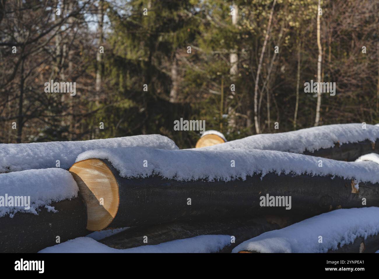 In den polnischen Bergen verschneite Holzscheite. Spätherbst Stockfoto