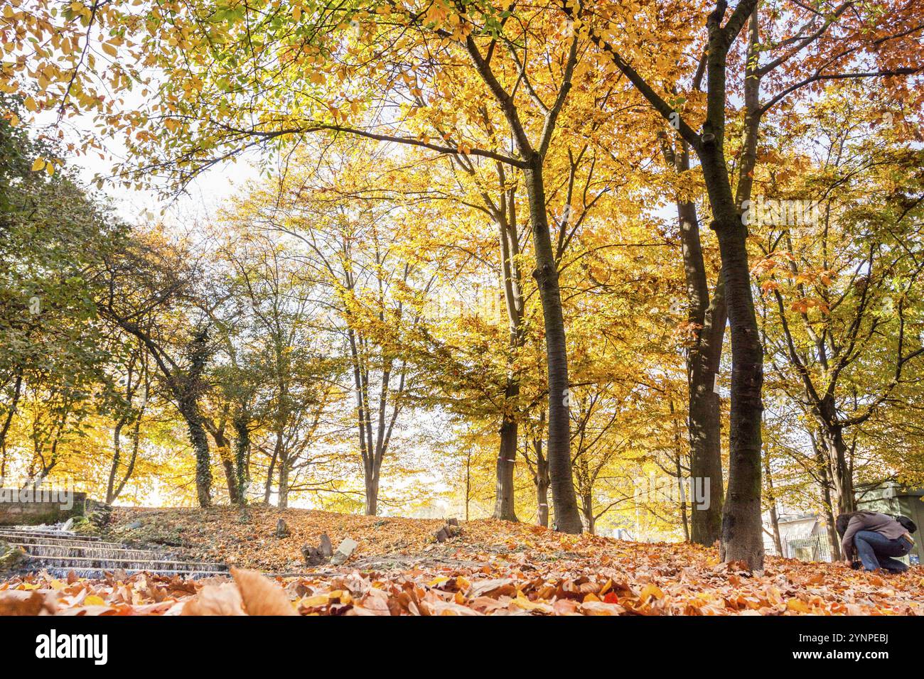 Die Änderung der Blätter auf den Bäumen im Herbst. Vigevano, Lombardei. Italien Stockfoto