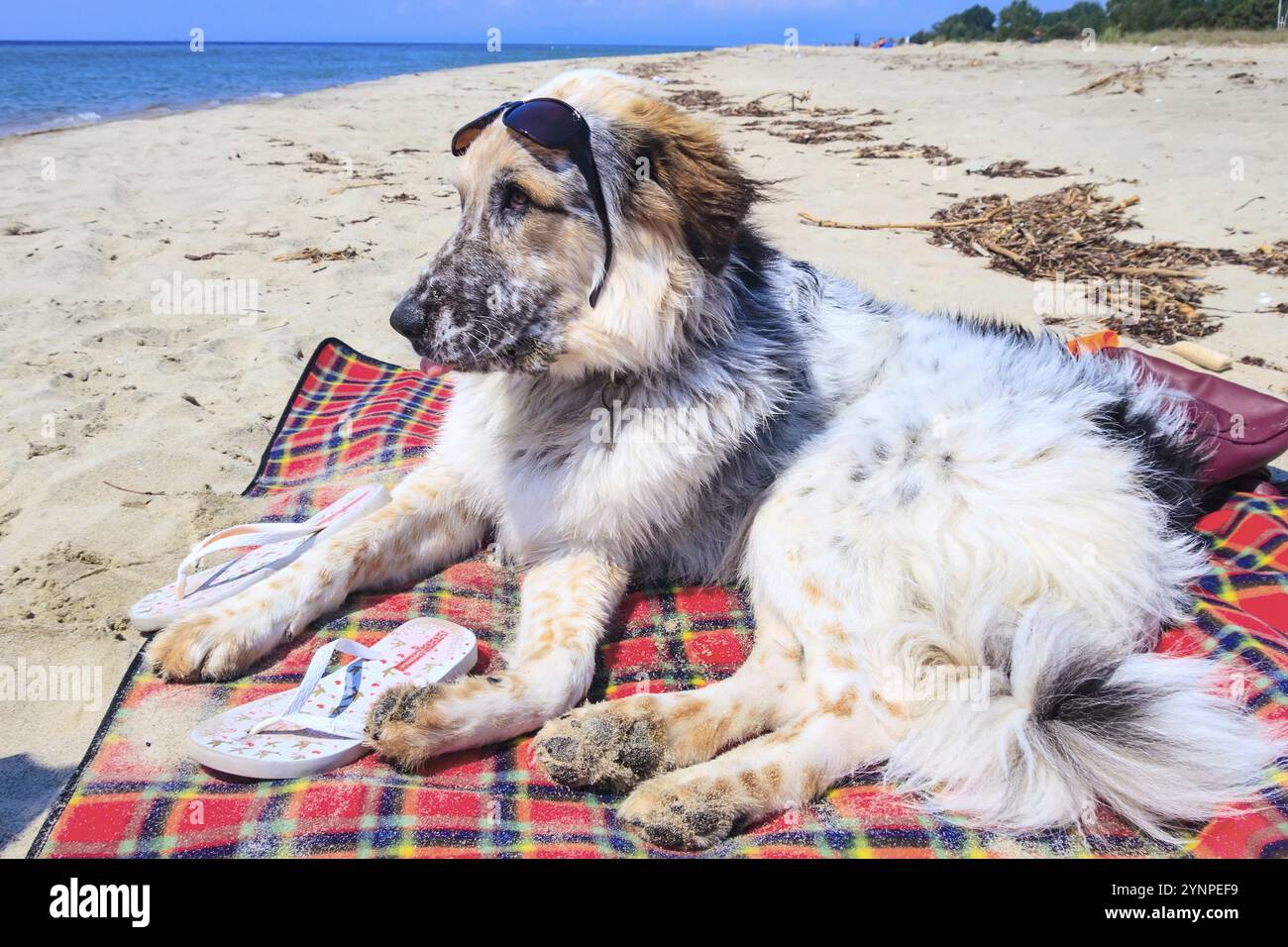 Portrait von große Rasse Hund mit Sonnenbrille am Strand auf Decke mat Stockfoto