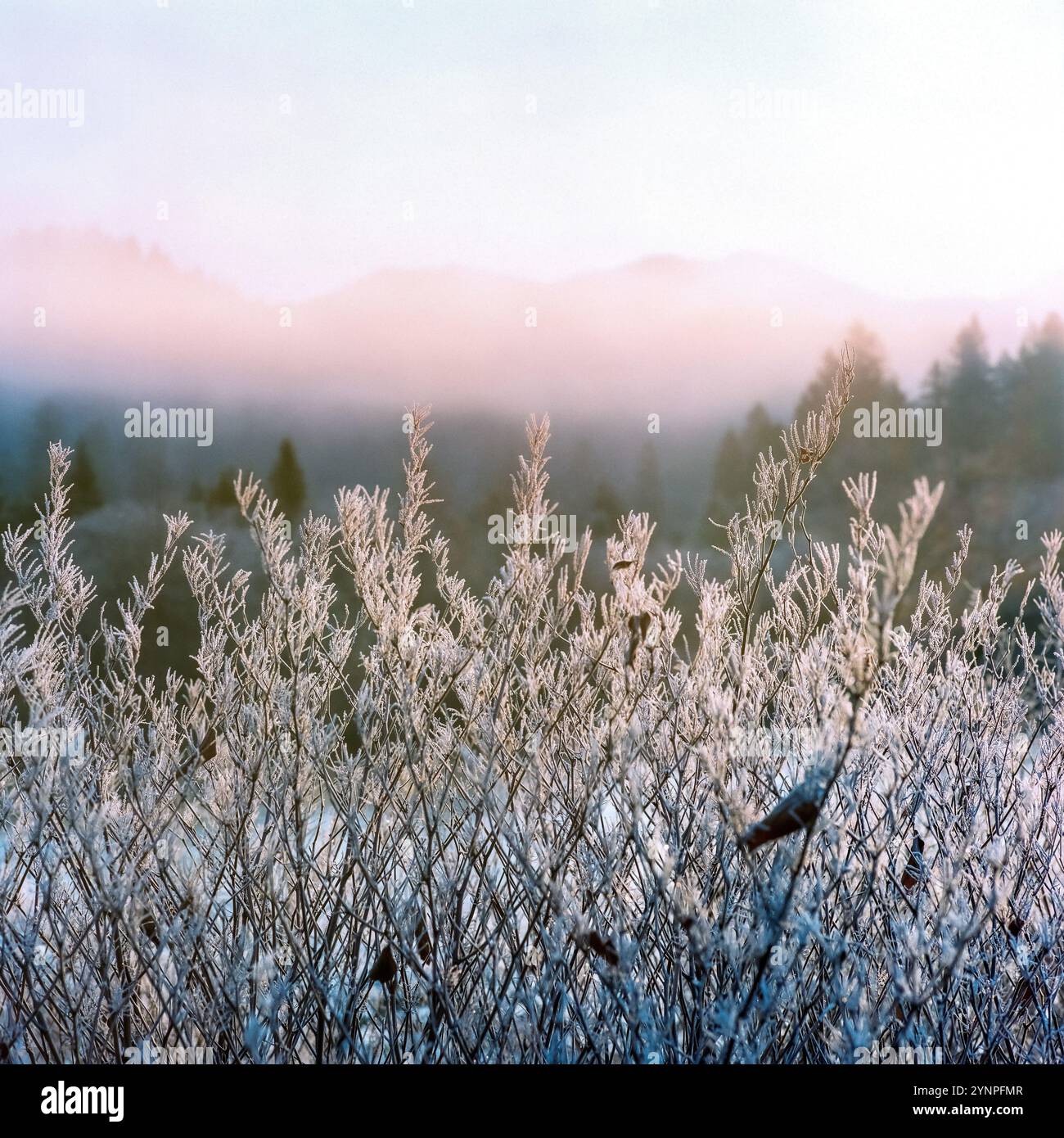 Ein quadratisches Foto von frostigen weißen Winterzweigen im Vordergrund mit der schwachen Umrandung von immergrünen Bäumen und Bergen im Nebel im Hintergrund. Stockfoto