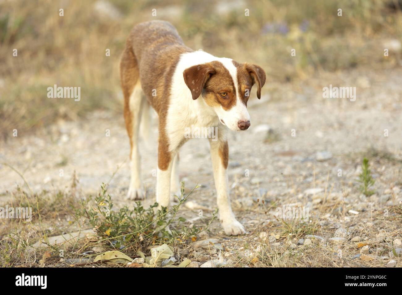 Rotmutt, der im Freien spaziert. Gemischte Rasse Straßenhund Stockfoto