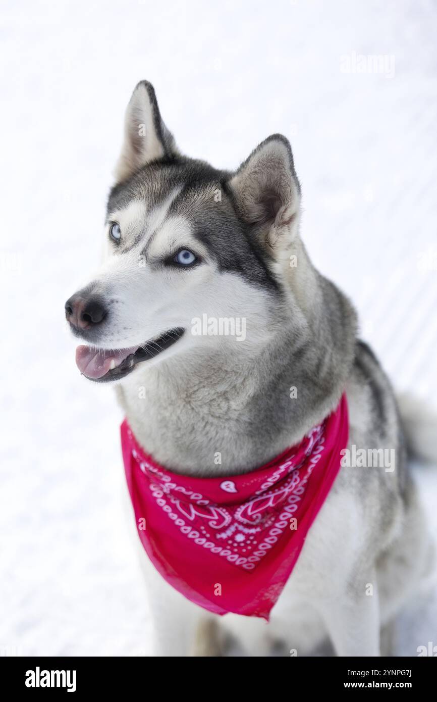 Reinrassiges Husky-Hundeporträt mit rotem Schal, sitzend im Schnee lächelnd Stockfoto