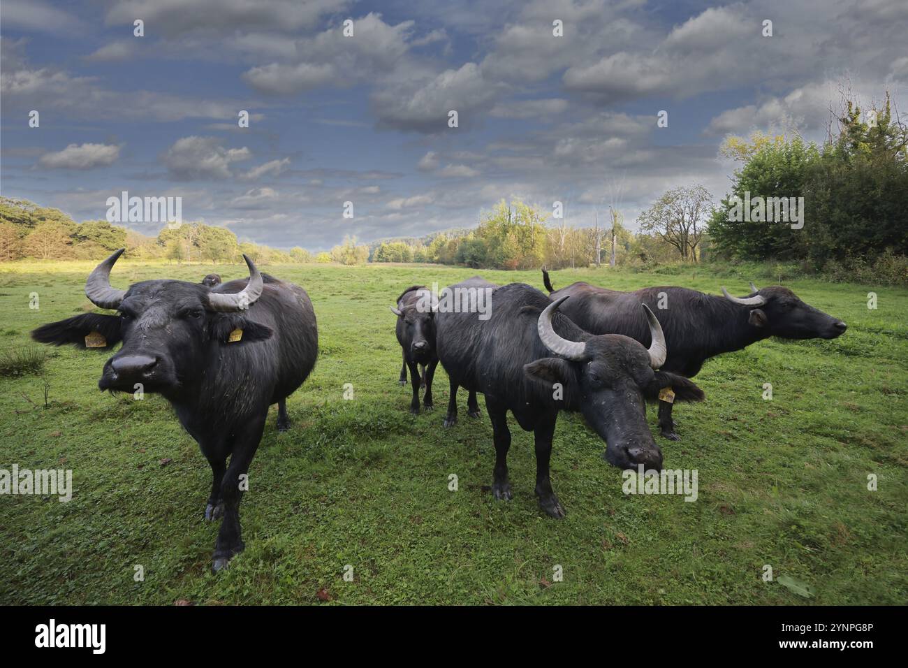 Eine kleine Herde Wasserbüffel (Bubalus arnee) steht auf einer Wiese in einem Feuchtgebiet, Landschaftsschutz, Naturschutz, Burghausen, Oberbayern Stockfoto