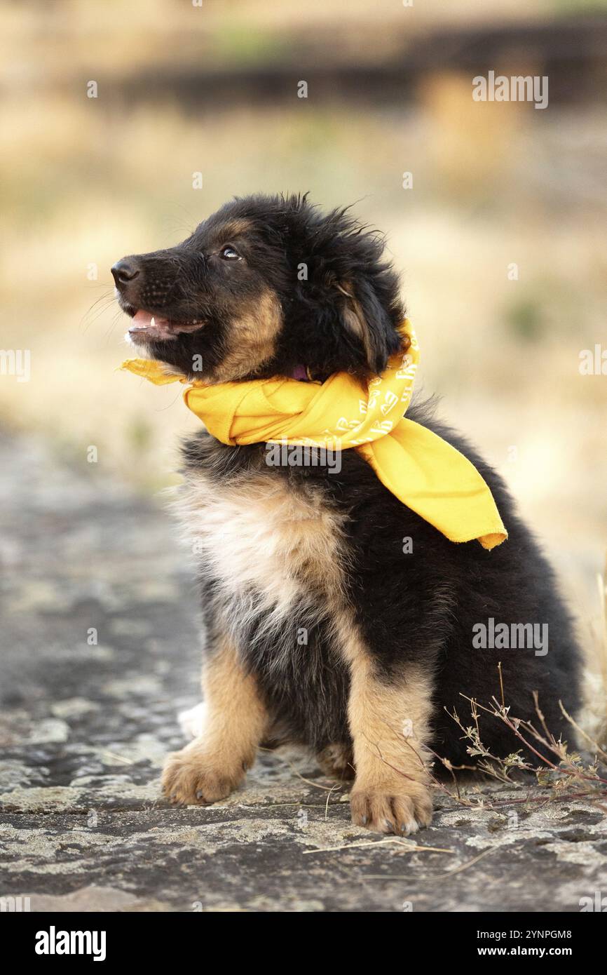 Schwarz-brauner Hündchen in gelbem Schal draußen sitzen Stockfoto