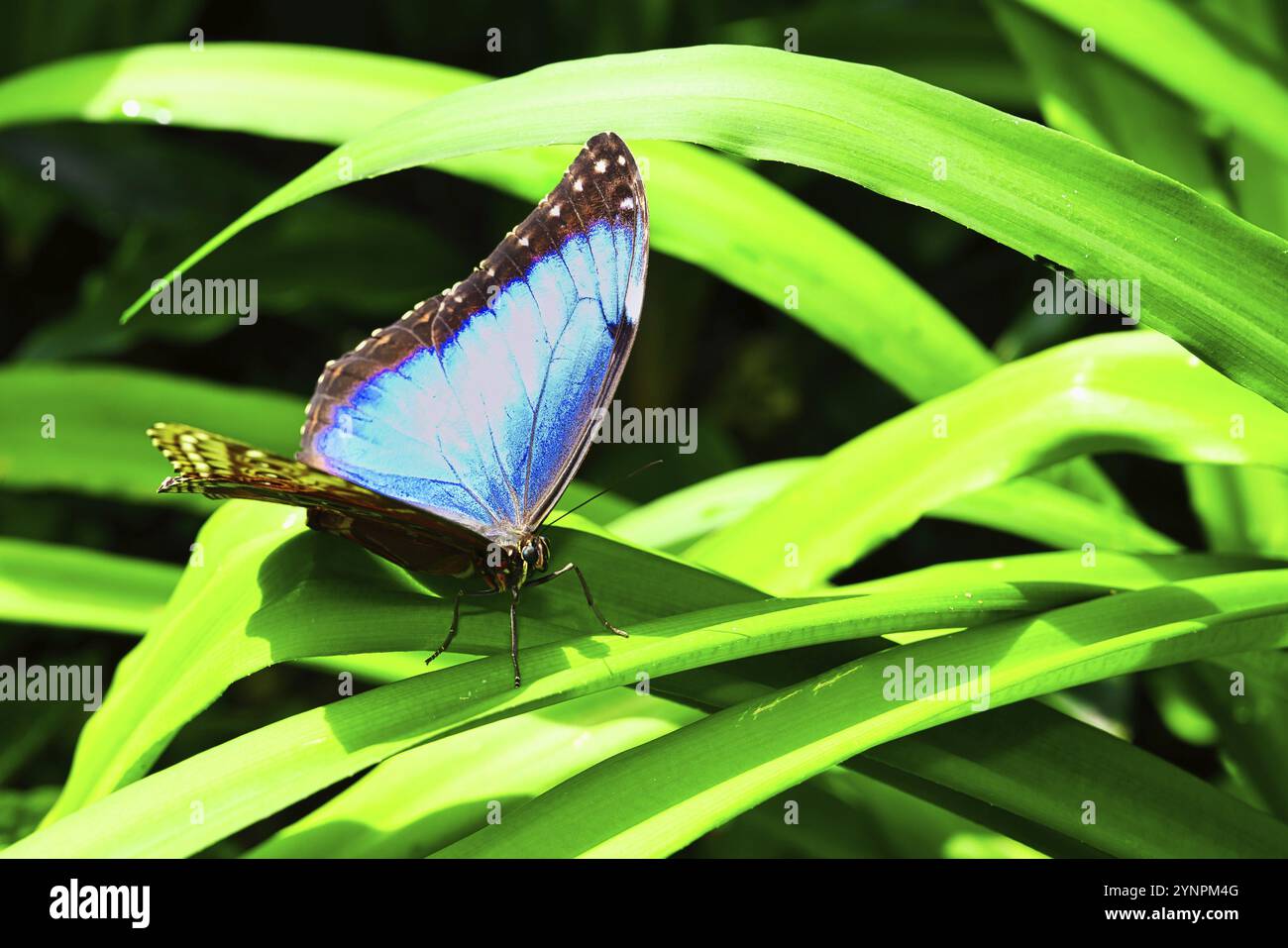 Schmetterlinge auf wunderschönen Pflanzen, während Sie in der Sonne verweilen Stockfoto