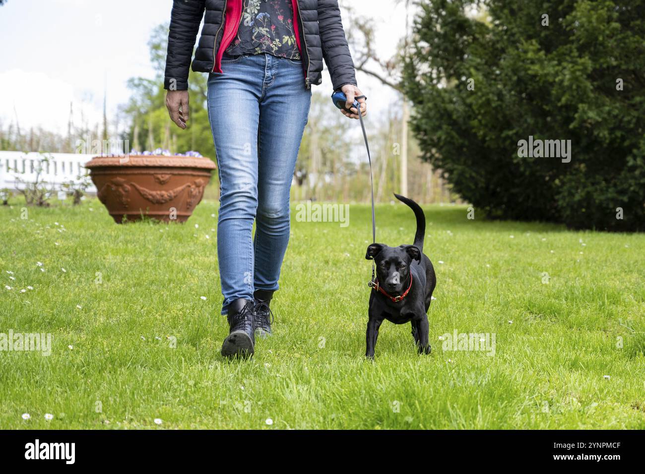 Wunderschöner Hund, der im Frühling mit einer Frau im Park spaziert Stockfoto