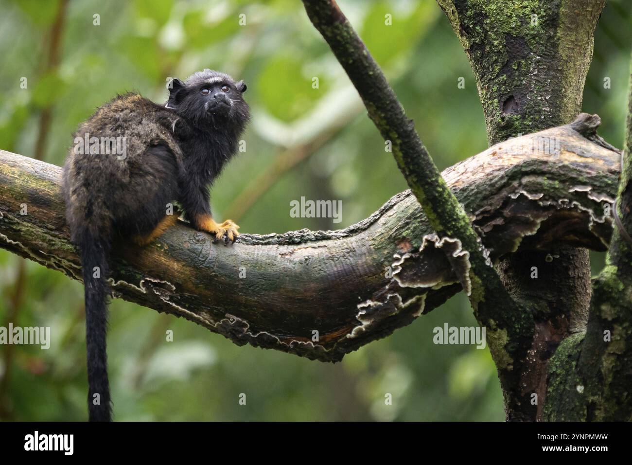 Tamarin mit goldenen Händen. Tamarin Saguinus midas sitzt auf einem Ast. Wildes Tier Stockfoto