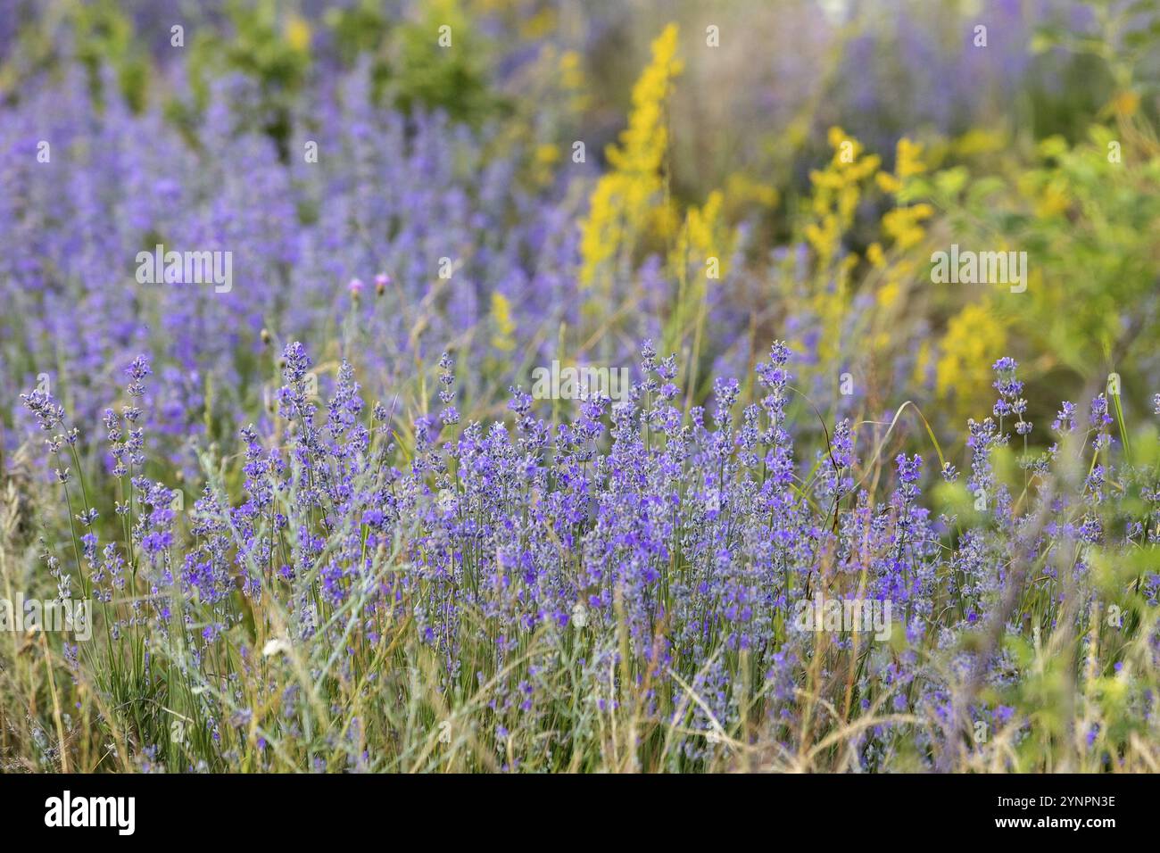 Lavendelviolette Blüten Reihen und gelbe Wildblumen aus nächster Nähe, Sommerfeld Stockfoto