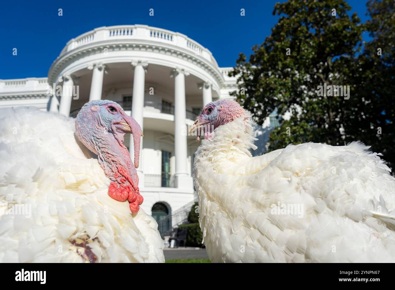 Washington, Usa. November 2024. Die National Thanksgiving Truthühner namens „Peach“ und „Blossom“ posieren zusammen vor der traditionellen Begnadigungszeremonie auf dem South Lawn des Weißen Hauses am 25. November 2024 in Washington, DC. Die Truthühner werden ihr Leben in Farmamerica, einem landwirtschaftlichen Zentrum in der Nähe von Waseca im Süden von Minnesota, verbringen. Quelle: Oliver Contreras/White House Photo/Alamy Live News Stockfoto