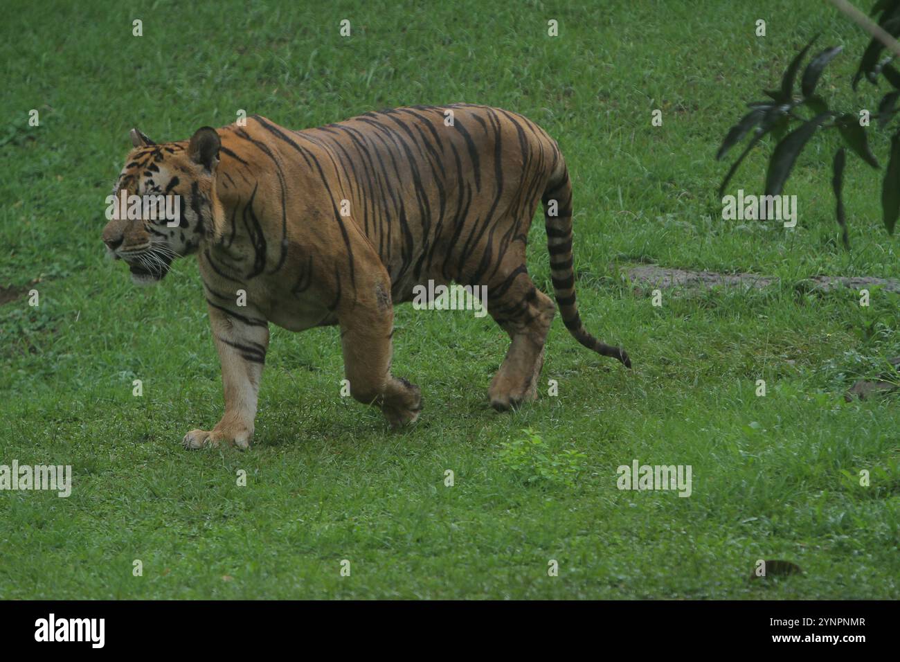 Ein Bengaltiger läuft im Gras Stockfoto