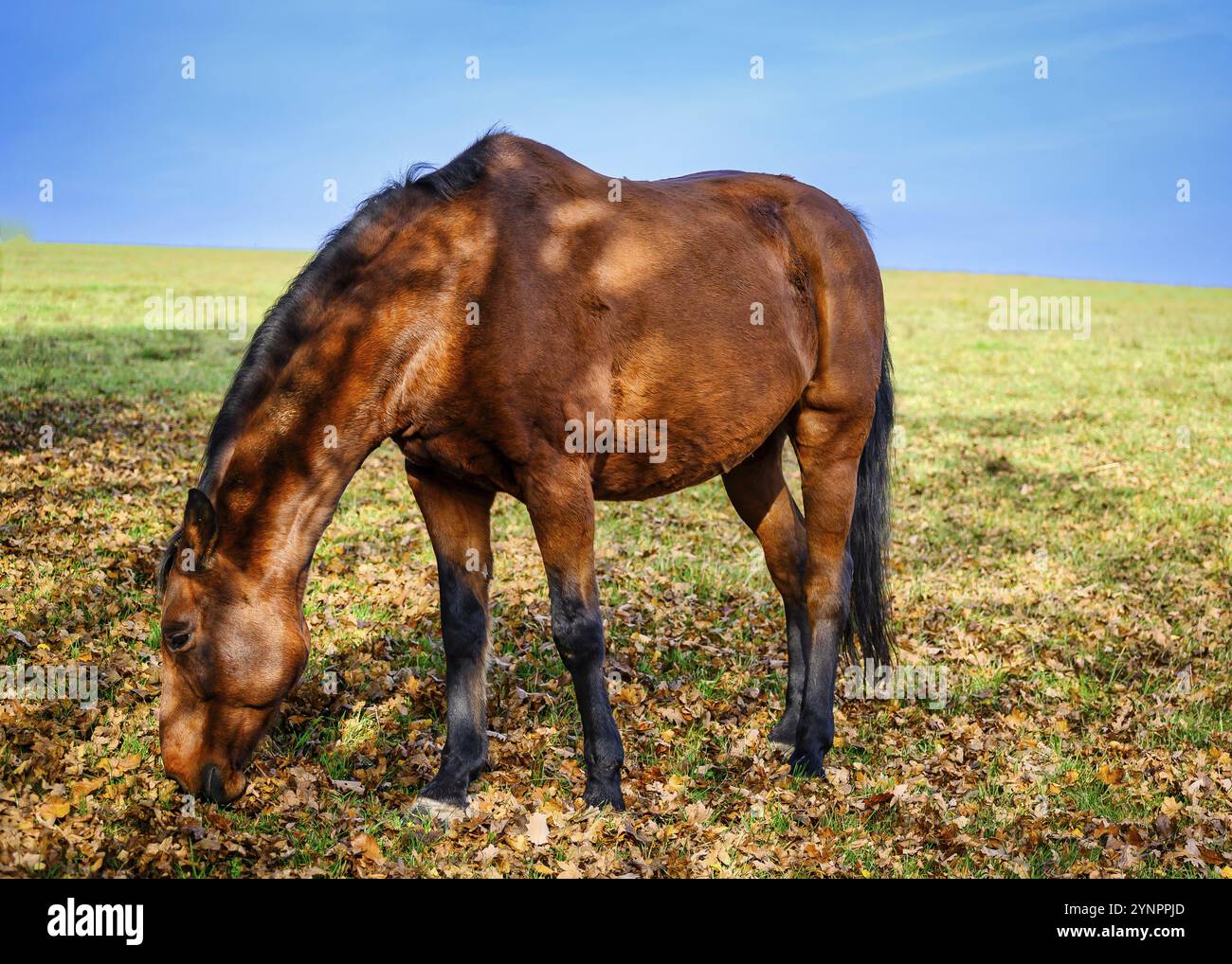 Ein Blick auf ein schönes Pferd in der Natur im Hintergrund eine Weide Stockfoto