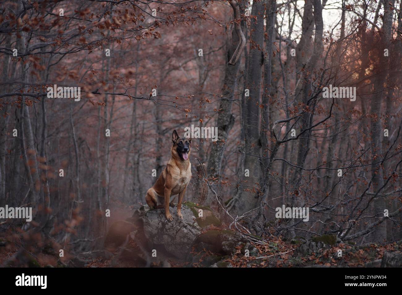 Ein belgischer Malinois steht hoch in einem Wald, der mit Herbstlaub bedeckt ist. Die Hundehaltung ergänzt das stimmungsvolle und natürliche Waldambiente. Stockfoto