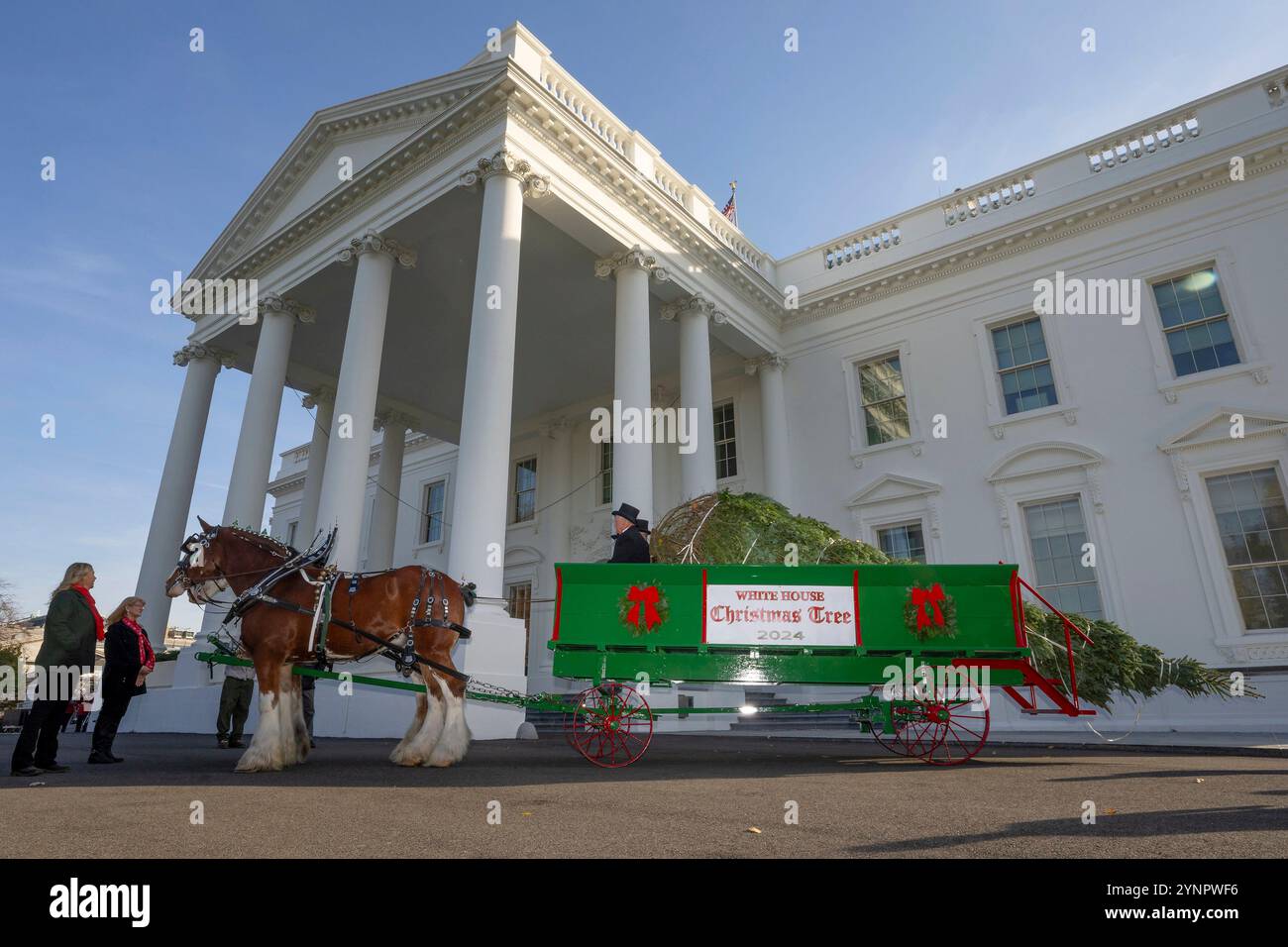 Washington, Usa. November 2024. Der White House Christmas Tree kommt mit einem Pferdewagen während der jährlichen Zeremonie am 25. November 2024 im North Portico of the White House in Washington, DC. Die 20 Fuß lange Frasertanne stammt von Cartner's Christmas Tree Farm in den Bergen von North Carolina. Quelle: Oliver Contreras/White House Photo/Alamy Live News Stockfoto