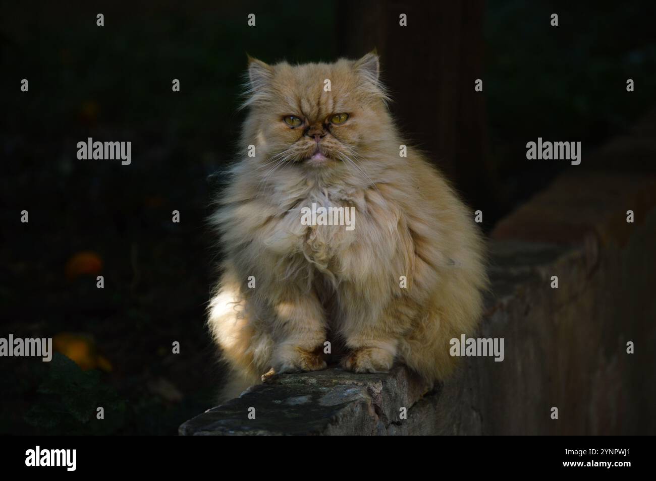 Wütende gelbe Katze, die in die Kamera schaut, dunkler Hintergrund Stockfoto