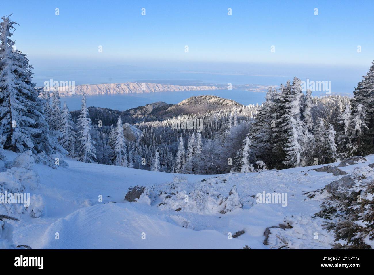 Wunderschöne Winterberglandschaft am nördlichen Velebit mit Kiefern bedeckt mit Schnee und Eis am kalten Wintermorgen Stockfoto